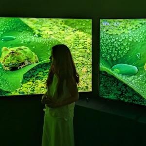 TCLのSQD-Mini LED搭載テレビはなぜ高画質なのか　その理由が中国の開発・製造拠点に行って分かった気がする