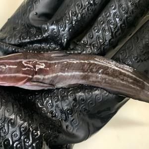 「刺されると死ぬほど痛い」と評判の毒魚・ゴンズイは本当にそんなに痛いの？ 実際に刺されて確かめてみた