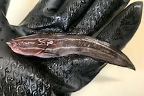 「刺されると死ぬほど痛い」と評判の毒魚・ゴンズイは本当にそんなに痛いの？ 実際に刺されて確かめてみた