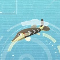 サシカマスに出会えないあなたへ →レイニールアーがなくてもゲットする方法ありますよ！【ポケモンGO】