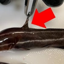 ウナギがなければゴンズイを食べればいいじゃない！ 刺されると死ぬほど痛い毒魚・ゴンズイを刺されながら食べてみた結果→衝撃的に旨い料理方法はコレ