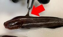 ウナギがなければゴンズイを食べればいいじゃない！ 刺されると死ぬほど痛い毒魚・ゴンズイを刺されながら食べてみた結果→衝撃的に旨い料理方法はコレ