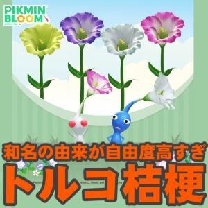 『ピクミン ブルーム』トルコ原産でもキキョウ科でもない!! トルコキキョウが咲く最新環境ガイド【プレイログ#1175】