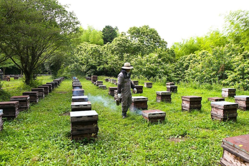 国産純粋巣みつ