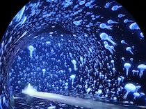 関内駅すぐの最新映えスポット「ワンダリア横浜」一部が公開。圧倒的な没入感で大バズりの予感。《先行レポ》