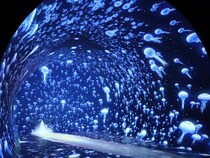 関内駅すぐの最新映えスポット「ワンダリア横浜」一部が公開。圧倒的な没入感で大バズりの予感。《先行レポ》