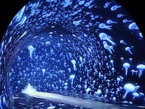 関内駅すぐの最新映えスポット「ワンダリア横浜」一部が公開。圧倒的な没入感で大バズりの予感。《先行レポ》