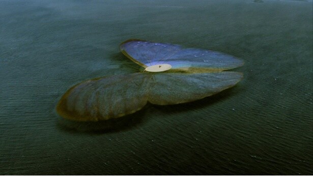 フィジー諸島でも撮影