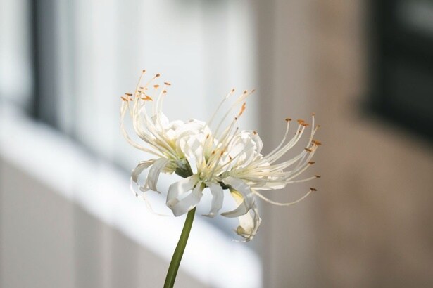 あやかしに選ばれた花嫁のみに渡される白い彼岸花