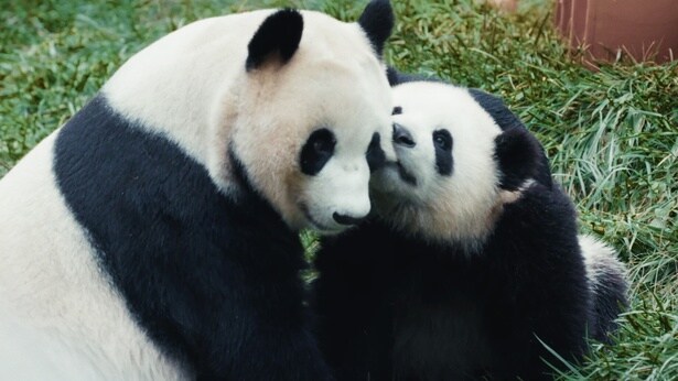 様々な性格のパンダたちが登場する