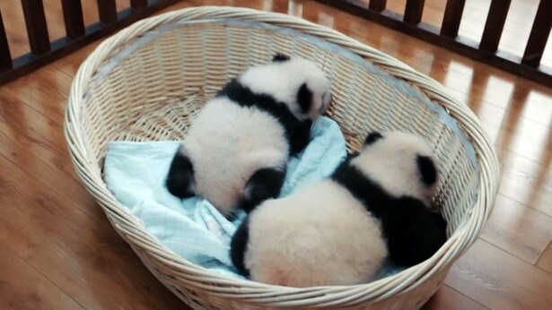 生後80日の双子のパンダ