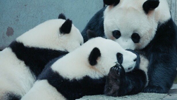 お母さんに甘える子どもたち