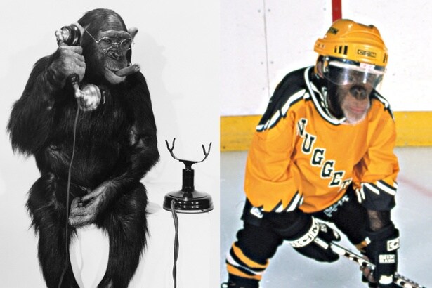 多くの映画にも登場してきたチンパンジー。基本的には“賢い”キャラクターが中心