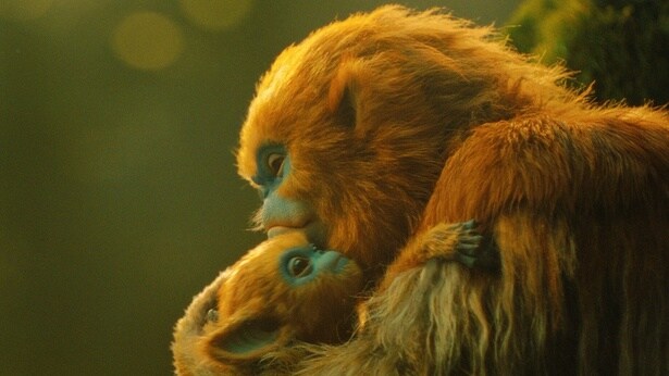 ふしぎな生き物“オチ”の生態とは？『OCHI！-オチ-』ネイチャードキュメンタリー風特別映像