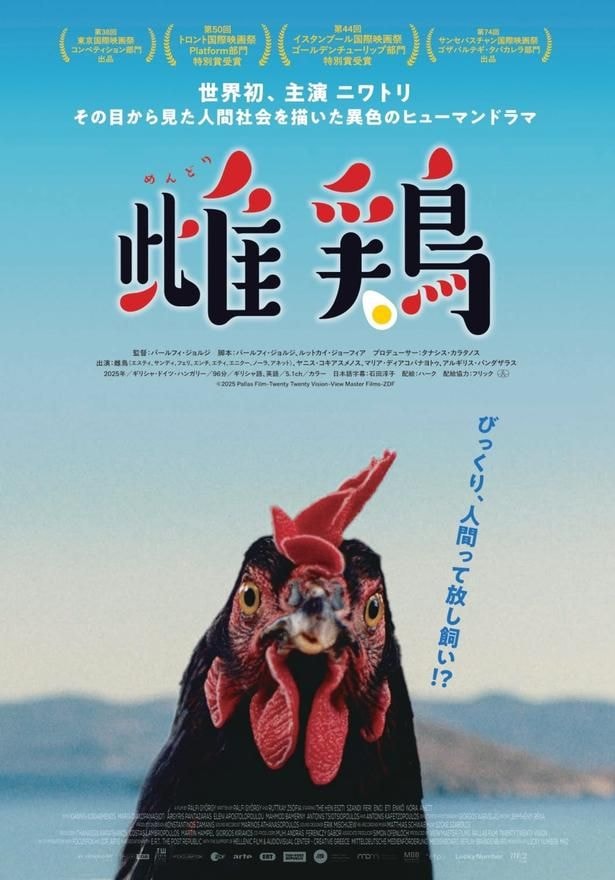 ニワトリの目線から人間社会を描く『雌鶏』9月公開決定!主演の黒い雌鶏を捉えたキービジュアルが解禁