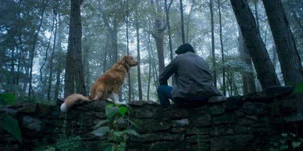 【写真を見る】飼い主を守ろうとする犬の奮闘に心揺さぶられる『GOOD BOY/グッド・ボーイ』