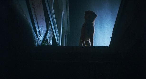 レトリバー犬のインディの熱演が称えられた『GOOD BOY/グッド・ボーイ』