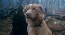 ホラーだけどワンコにとってはラブストーリー!?大好きな飼い主を守ろうとする姿が健気な『GOOD BOY／グッド・ボーイ』