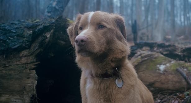 ホラーだけどワンコにとってはラブストーリー!?大好きな飼い主を守ろうとする姿が健気な『GOOD BOY/グッド・ボーイ』