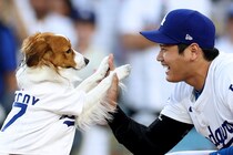 「デコピンはお留守番？」ドジャース優勝パレードに大谷翔平、真美子夫人登場も“愛犬不在”にファン落胆「今年はいない」