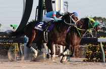 スピード能力だけじゃないダブルハートボンドの牝馬離れした“勝負根性“　海外遠征含めた来年の進路に期待【チャンピオンズC】