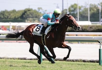 ２歳のマイル王決定戦はカヴァレリッツォを本命視　勝負根性、鞍上の連続騎乗は大きなプラス【朝日杯FS】