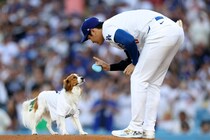 「これは買い！」大谷翔平の愛犬デコピン、初の主演作に“ドヤ顔”　お座りする姿に悶絶「最高にクールな犬」