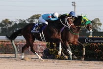 牝馬離れした勝負根性光るダブルハートボンドを本命視　前王者コスタノヴァとの二強争いか【フェブラリーS】