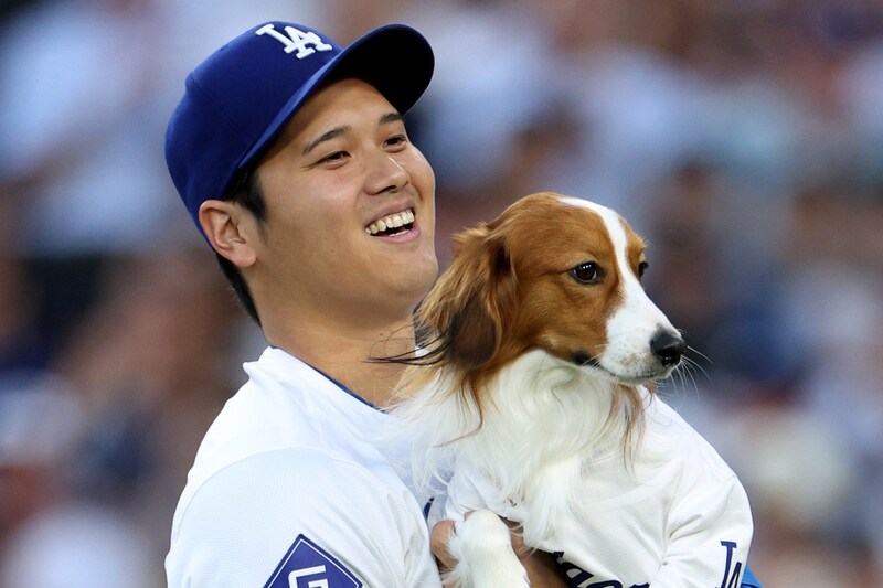 「お父さん、どうしたの？」大谷翔平の愛犬デコピン、思わず目を奪われる“あざとかわいい”一枚にファンもん絶「その瞳で見られたら...」