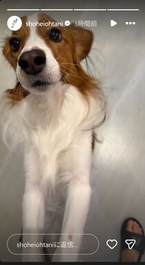 敵地アストロズ戦から７時間後、大谷翔平の愛犬デコピンの最新姿に悶絶「キュン死する」「甘えん坊モード発動」