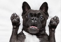 帰宅しても”お迎えしない愛犬”に違和感…心配で寝室を覗くと⇒愛犬「しまった！」まさかの行動に爆笑！？