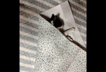 保護猫を飼う飼い主　猫がゴロゴロしていると⇒まさかの状態に「猫クレープ」「自分で包まった」