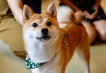 リビングで…3歳の柴犬が警戒態勢に！？視線の先を見ると⇒「思わず吹き出した」