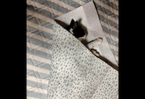 保護猫を飼う飼い主　猫がゴロゴロしていると⇒まさかの状態に「猫クレープ」「自分で包まった」