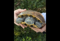 ベランダで飼っている亀　なぜかエレベーターの近くで発見⇒「なんでここに？！」亀がいた”まさかの理由”に驚愕