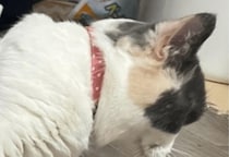 狭い空間が好きなマンチカン　床にズボンを置くと⇒猫の”予想外の姿”に「なにしてるの！」