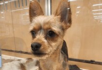 「おじさんみたい」8ヶ月売れ残りの犬　我が家に迎え入れると…⇒見違えるほど健康的な姿に「可愛くなった」