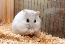 実家で飼うハムスター　巣箱にコーンチップ入れると…→ハムスターの”まさかの行動”に「そんなに！」「家族全員大笑い」