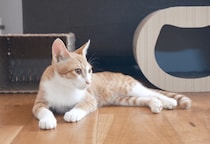 リモートワーク中…愛猫が資料チェック！？⇒敬語で報告した結果「にゃんこ上司」「上司の巡回」