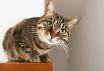 テレビの料理番組が好きな猫　大好きな食材が映ると…⇒まさかの興奮状態に「思わず笑った」