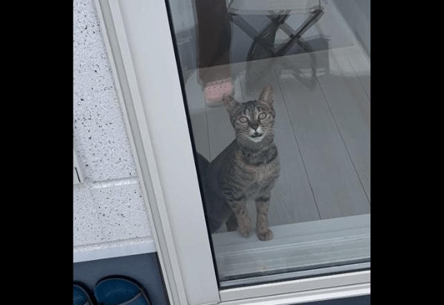 洗濯物でバタバタする飼い主 すると愛猫が勘違い!?⇒助けに来た姿に「動画撮ってよかった!」