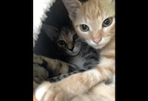 動物病院で…「鍵をかけたはずなのに！」愛猫の”まさかの行動”で⇒獣医「この子たちは頭がいい」