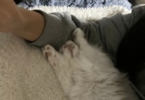 大人しい性格の子猫　保護してから1週間が経つと⇒まさかのポーズに「おっさんみたい」