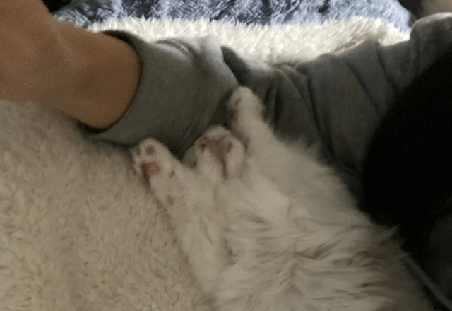 大人しい性格の子猫　保護してから1週間が経つと⇒まさかのポーズに「おっさんみたい」