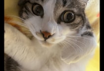 家の近くにいたガリガリの子猫　しかし”警戒心が強く”保護に苦戦…⇒最終手段を試すと「こんな罠に引っかかるとは」