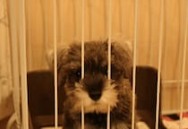 初めて飼った愛犬……白黒だった子犬が1年後→まさかの姿に「珍しいね！」