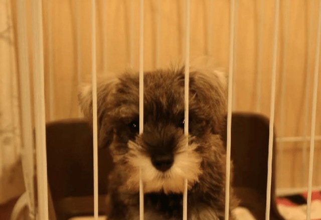 初めて飼った愛犬……白黒だった子犬が1年後→まさかの姿に「珍しいね!」