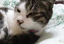 ベランダで…愛猫が網戸に猛ダッシュ　スイスイ登る姿に「忍者！？」しかし次の瞬間⇒まさかの弱点に「あまりに面白い」