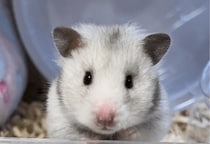 夜11時に寝ようとした瞬間　ハムスターの姿に「思わず笑った」「毎日同じ時間」