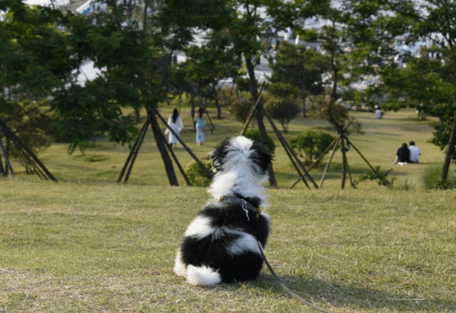 ボロボロで震えていた子犬を保護⇒1年後、わが家に帰宅した瞬間…“見違える姿”に「本当に幸せそう」